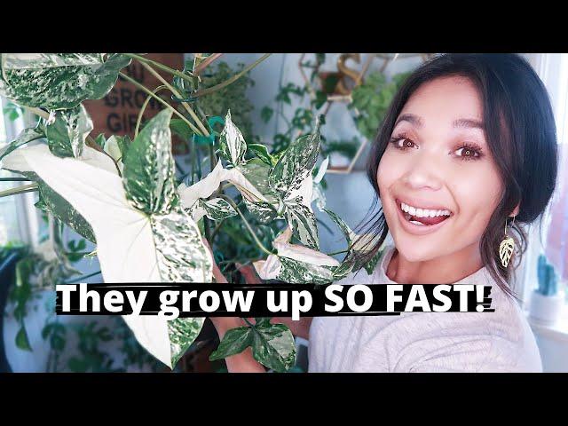 Fastest Growing Easy Care  Houseplants! | Top Five Favorite Fast Growing Plants