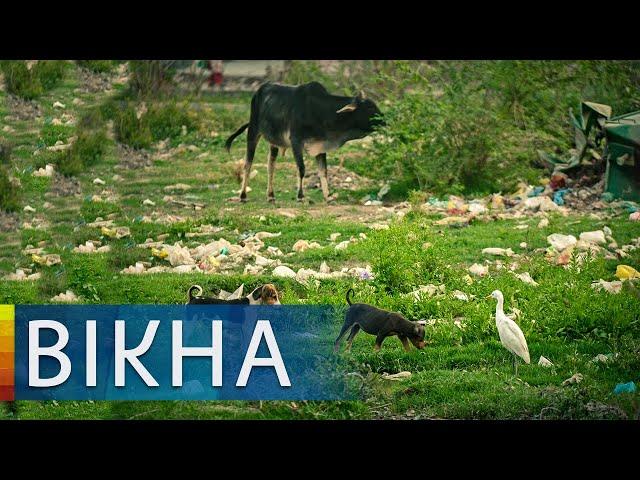 За 20 років село на Прикарпатті перетворилося на звалище - Вікна-новини