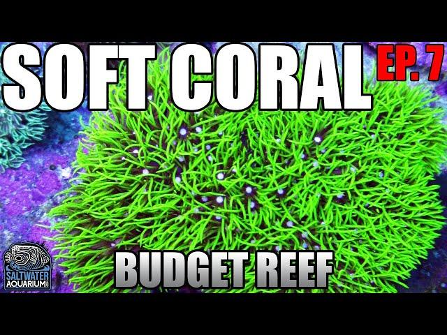 Choosing SOFT CORALS - Which Ones to Keep & Why? - Beginner Budget Reef Tank