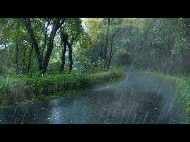 8D全景聲音環繞，432hz更舒緩更助眠雨聲 美麗樹林裡的小雨聲更能助你快速入睡，放鬆解壓白噪音，助眠，睡眠用BMG，學習用BMG，ptsd，雨聲asmr，耳鳴，環境音，真實下雨聲，緩解精神問題