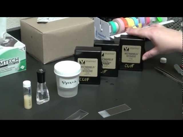 Mounting Your Specimen