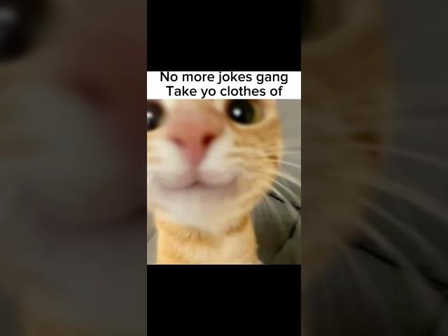 No more jokes #funny #viral #homies #viral:) #kitty #cat #shorts