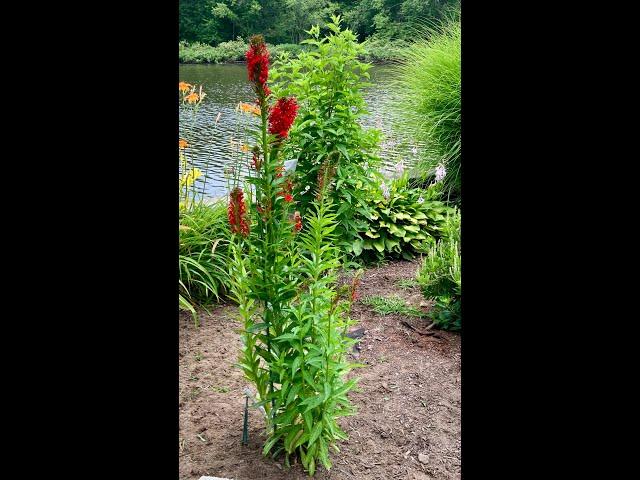 Not Deadheading Your Cardinal Flower in the Late Summer