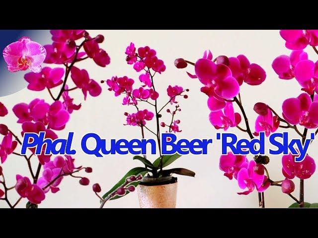 Phalaenopsis Queen Beer 'Red Sky', one of the most popular Orchids during the Lunar New Year