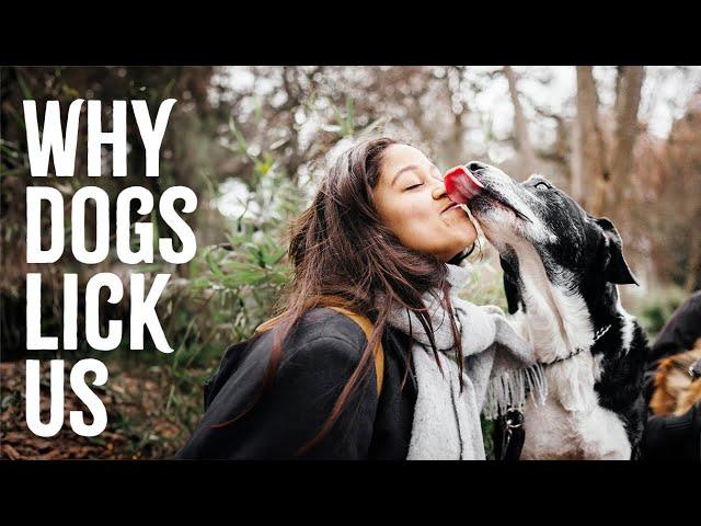 Why Does Your Dog Lick You?