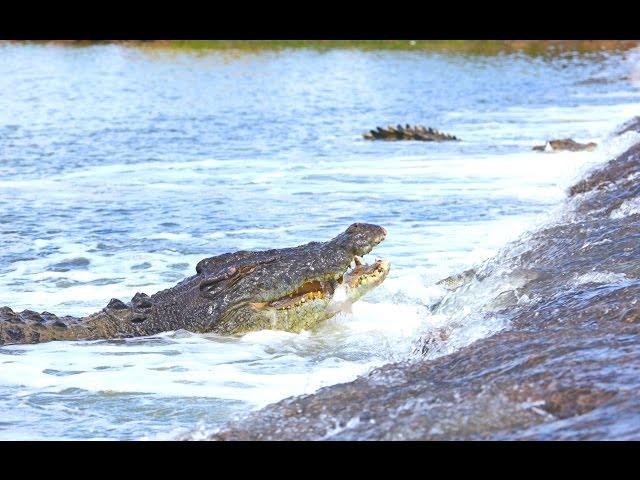 WILD AUSTRALIAN CROCODILES FEEDING - GALL BOYS