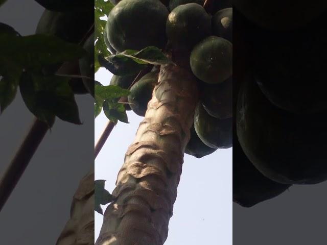 Natural papaya |natural farming #v4ved #naturalfarming