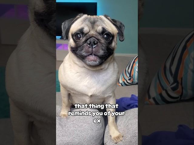 Just let it go  #dog #pug #cute #funny #fyp #shorts