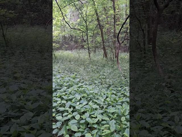 Nature video.  Heading into the nature center, part 2 of 25!! . IJAMS mature center!!
