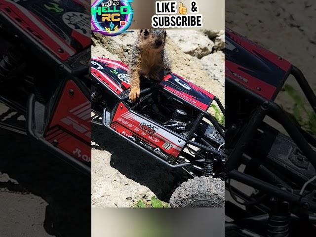 When a squirrel wants in the RC video #shorts