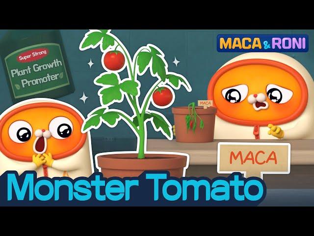 [MACA&RONI] Tomato Monster | Macaandroni Channel