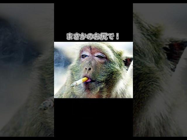 ナマコの肛門でシェアハウス！？#shorts #雑学 #ナマコ #トリビア