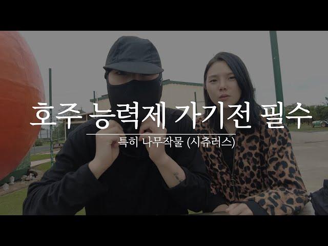 호주 농장 능력제 레몬 귤 라임 오렌지 작물 (일의 강도/꿀팁/돈) 필수시청