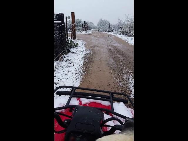 ATV riding pug