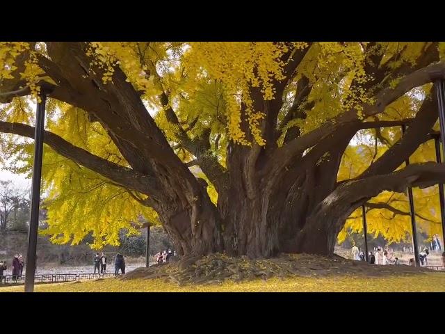 22.11.7  반계리은행나무 보러갔어요