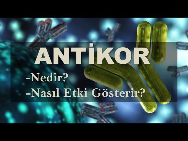 Antikor (İmmünglobulin) Nedir?