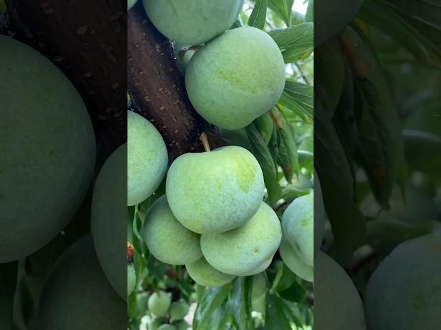 Enjoy Beautiful Sweet Green Fruits