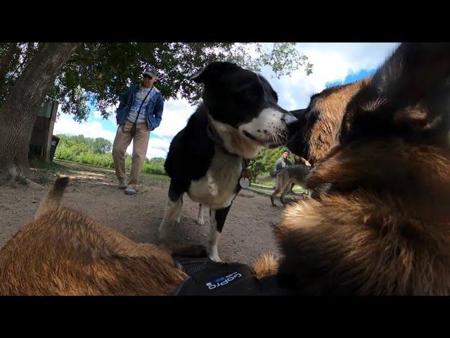 Belgian Malinois Tested By Border Collie Mix At Dog Park