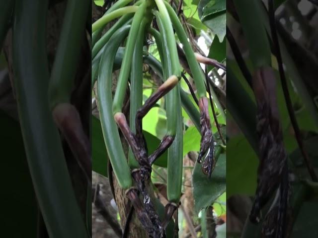 The MOST EXPENSIVE Spices!!! VANILLA vines, panili, Vanili. #vanilla #spice #agriculture #garden