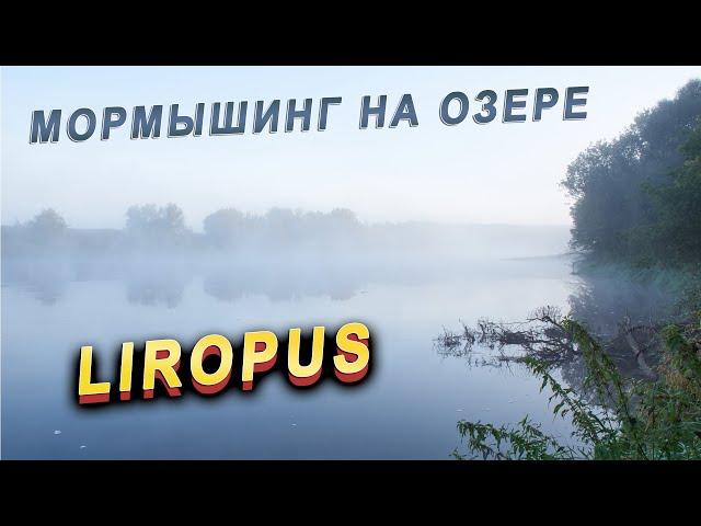 Dayo Liropus / Мормышинг на озере / Белая рыба