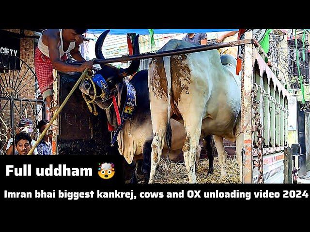 Imran bhai biggest kankrej and biggest ox unloading video in Imdad Ali Lane 2024 @PETSDEEWANGI