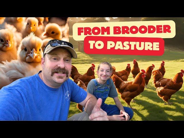 From Brooder to Pasture: Moving Meat Chickens + New Chick Brooder Setup Tips