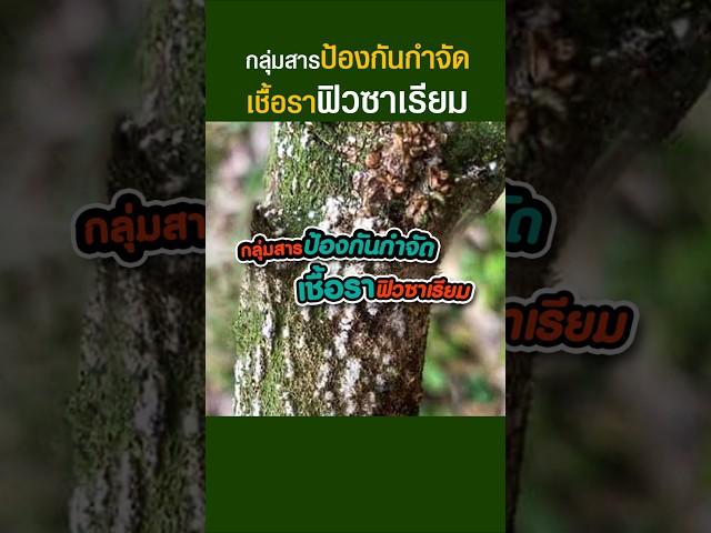 กลุ่มสารกำจัดเชื้อราฟิวซาเรียม #ฅนเกษตร #ฟิวซาเรียม #durian  #เชื้อราทุเรียน