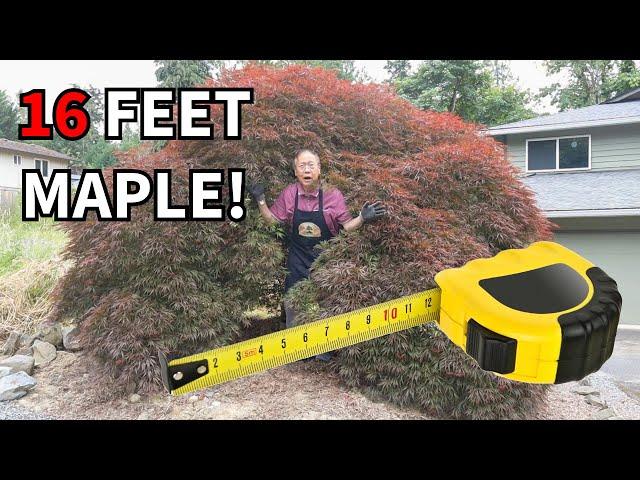 MASSIVE 16 feet wide maple tree styled as a bonsai! Watch what happens!