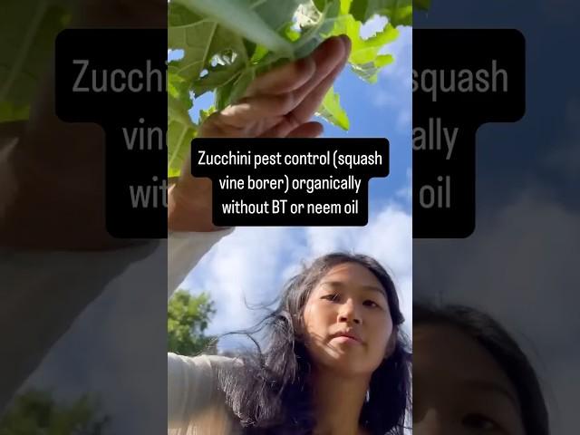Zucchini pest control (squash vine borer) organically without BT or neem oil