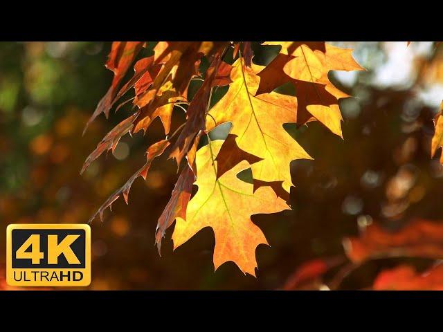 11 HOURS of 4K Enchanting Autumn Nature Scenes + Relaxing Piano Music for Stress Relief