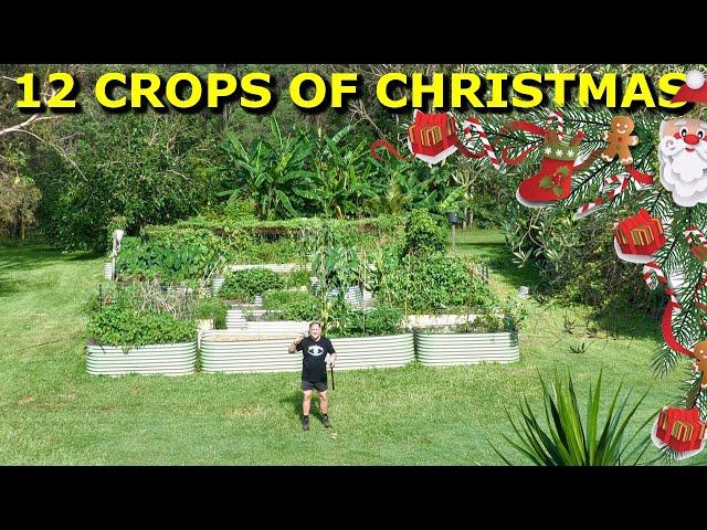 What I'm Growing in The Vegetable Garden Over Christmas