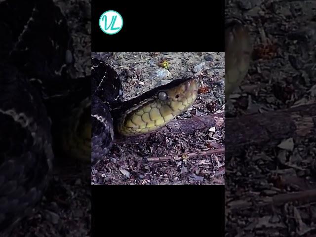 Spiders are Hunting Snakes for Dinner and It's Mind Blowing!