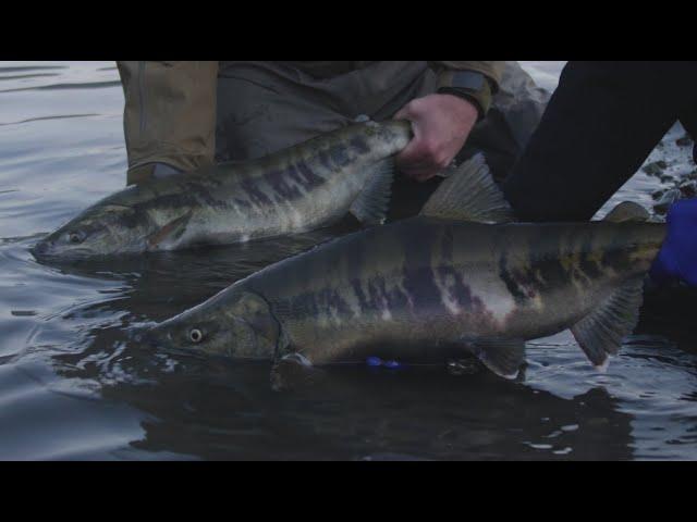 EPIC Fall Salmon Fishing! | COHO & CHUM Salmon TECHNIQUES! | UNDERWATER BITES! | Bonus DOLLY VARDEN!