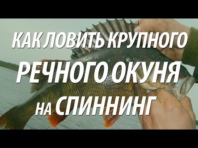 ЛОВЛЯ КРУПНОГО ОКУНЯ НА СПИННИНГ. РЕЧНОЙ ОКУНЬ НА ТЕХАССКУЮ ОСНАСТКУ И ДЖИГ