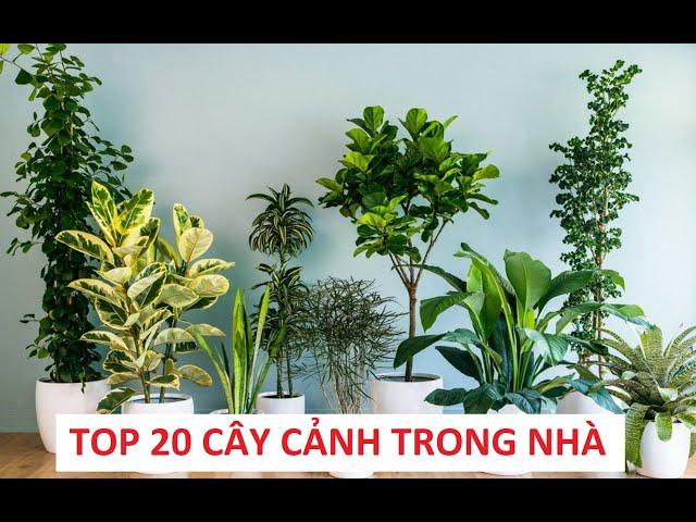 TOP 20 LOẠI CÂY CẢNH TRONG NHÀ ĐẸP, TỐT CHO SỨC KHỎE