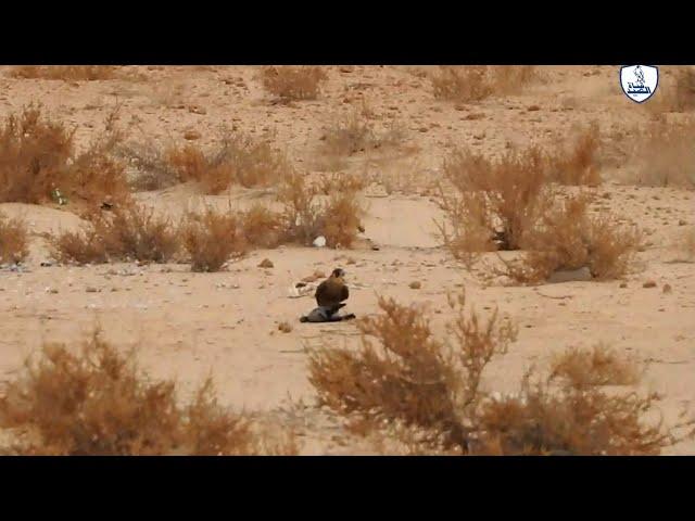 Falcon hunting / Shaheen hunting today and it has a thread that means it belongs to man