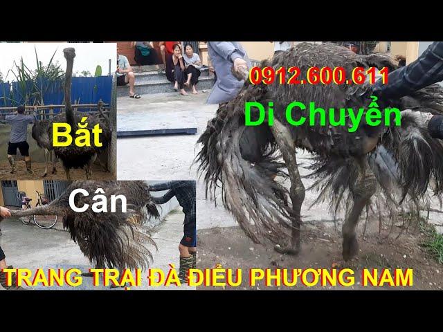 Cách Bắt Di Chuyển Và Cân Đà Điểu, PHUONG NAM TV, Trang Trại Đà Điểu Phương Nam