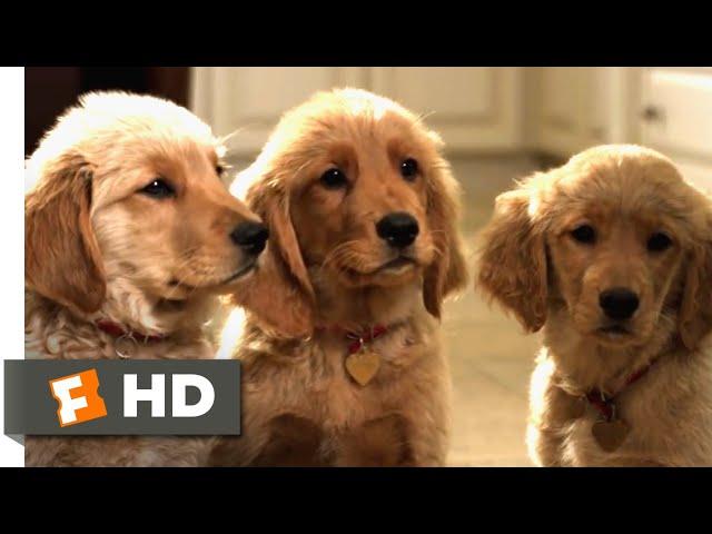 Golden Winter (2012) - A Puppy Christmas Scene (10/10) | Movieclips