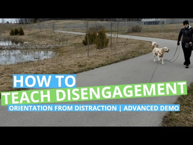 How to Teach Disengagement: Advanced Steps for Some Dogs | DOG-HAPPY Dog Training