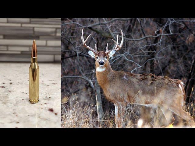 243 Winchester: The Whitetail Cartridge