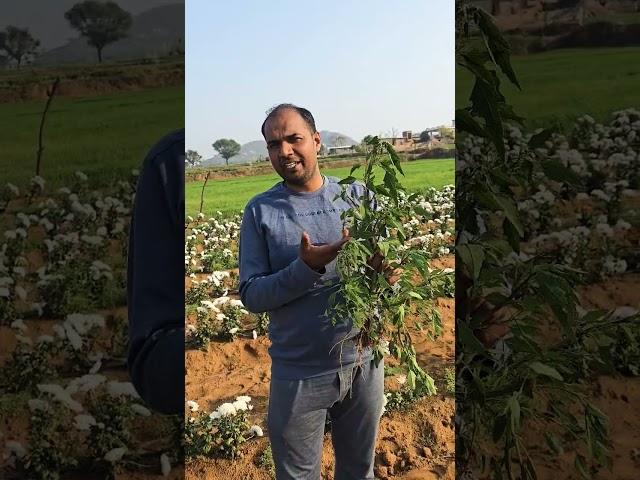 #bndclasses #agriculture #agro #agricultura #agronomy #weed#weedicides #kharpatwar #chelwa #animal