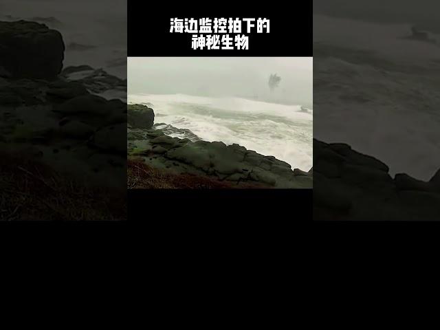 海边监控拍下的神秘生物