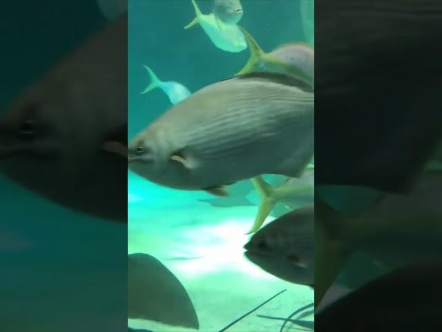 Stingrays, Big Fish, coral reefs | Ikan Pari, Ikan Besar, Pesona Bawah laut, terumbu karang