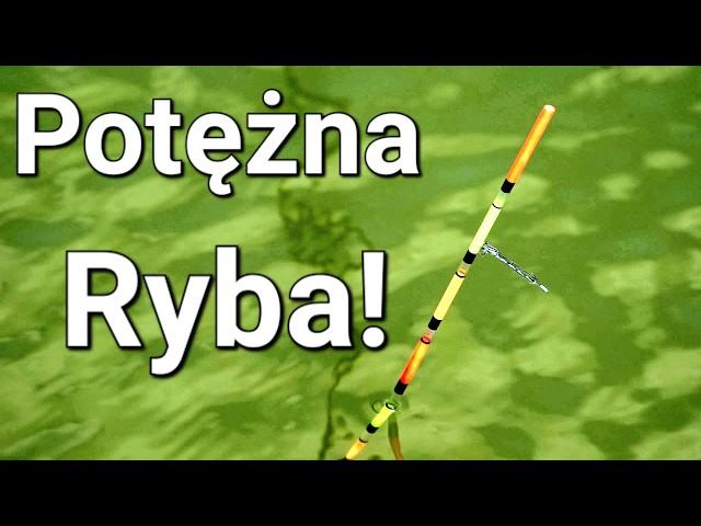 Potężna Ryba Nie do Zatrzymania! Wędkarstwo Spławikowe!