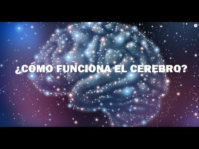 ¿Cómo Funciona el Cerebro Humano?