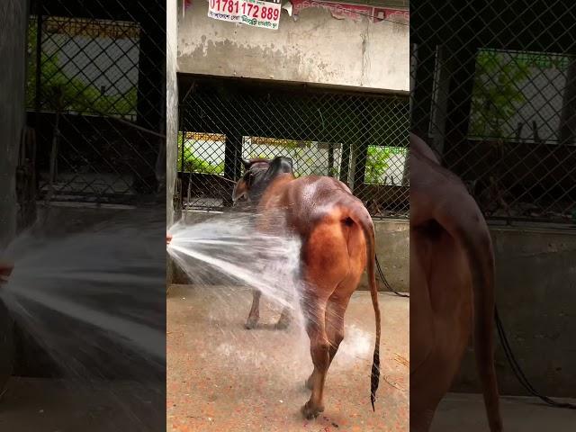 Shower time cow || #cowlover #nextway