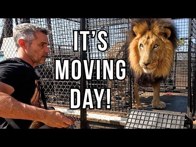 Shuffling LIONS with Kevin Richardson - Unique Bond in Action | The Lion Whisperer