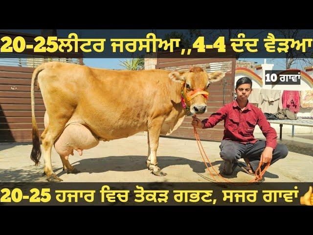 10 ਤੋ 25ਲੀਟਰ 10 ਜਰਸੀਆ ਵੀਕਾਓ। jarsey cow for sale/vadiya farm/8-3-25