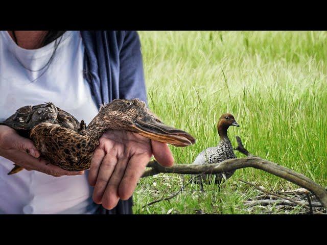 Anti duck shooting commercial RSPCA South Australia