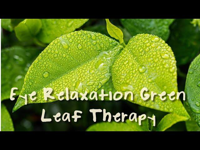 Oddly Relaxing - Eye Relaxation Green Leaf Therapy